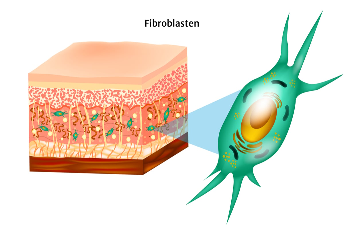 Fibroblasten
